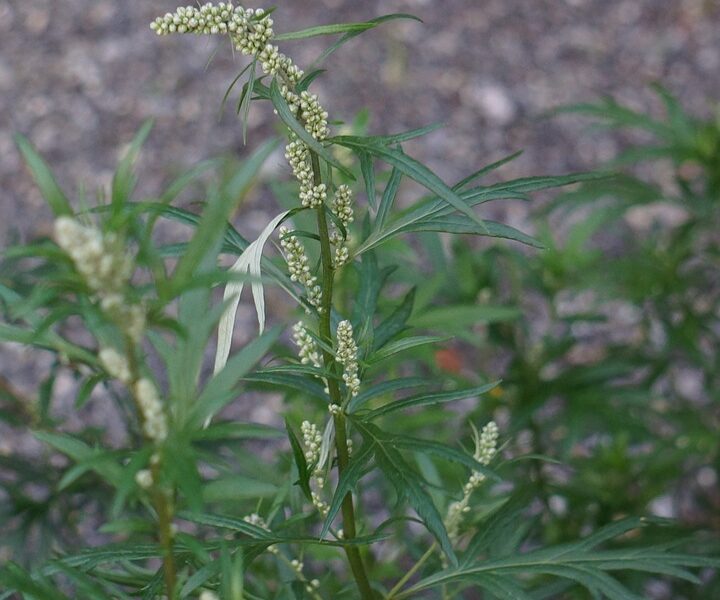 Artemisia vulgaris