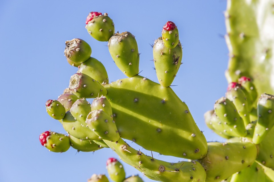Jak pěstovat kaktusy a sukulenty, a které druhy jsou nejoblíbenější?