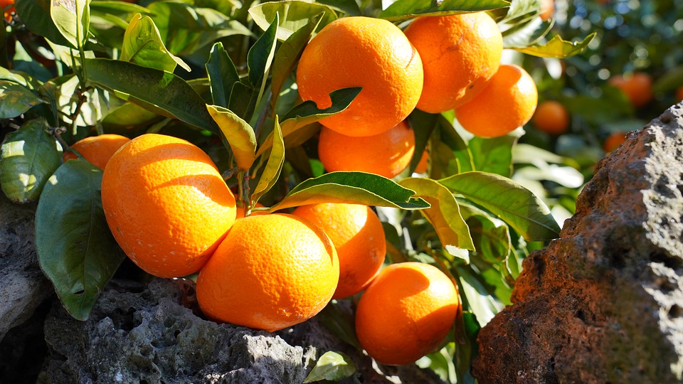 Mandarinky v kuchyni