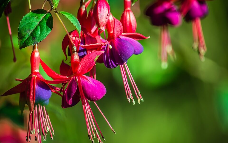 Fuchsie