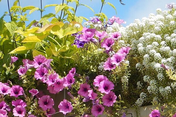 Nejkrásnější květiny do truhlíků: Jak je pěstovat?