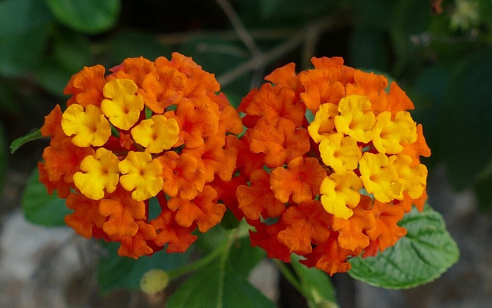 Verbena