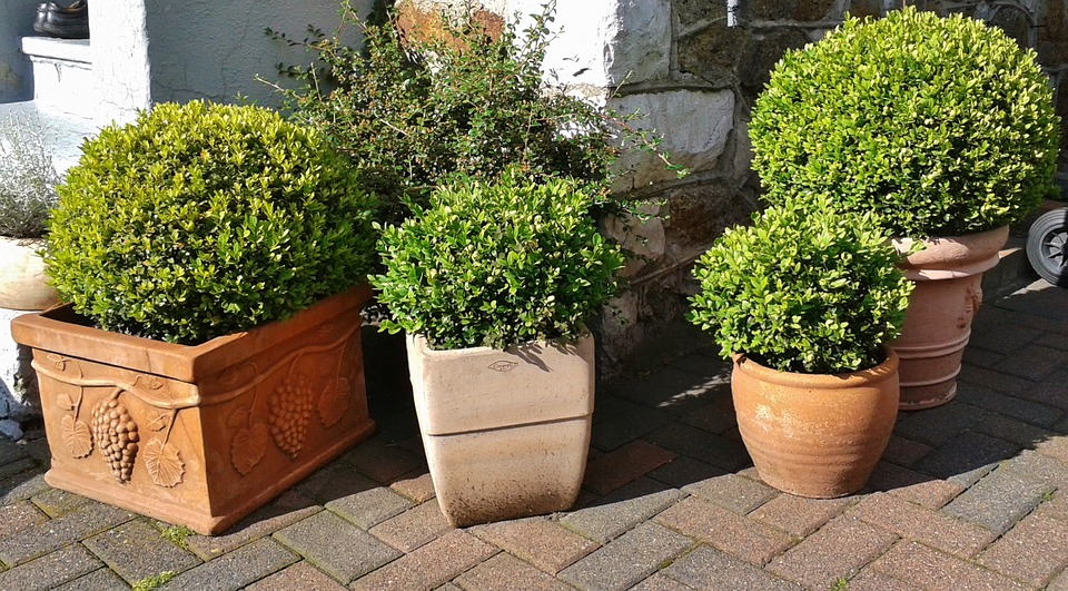 Buxus
