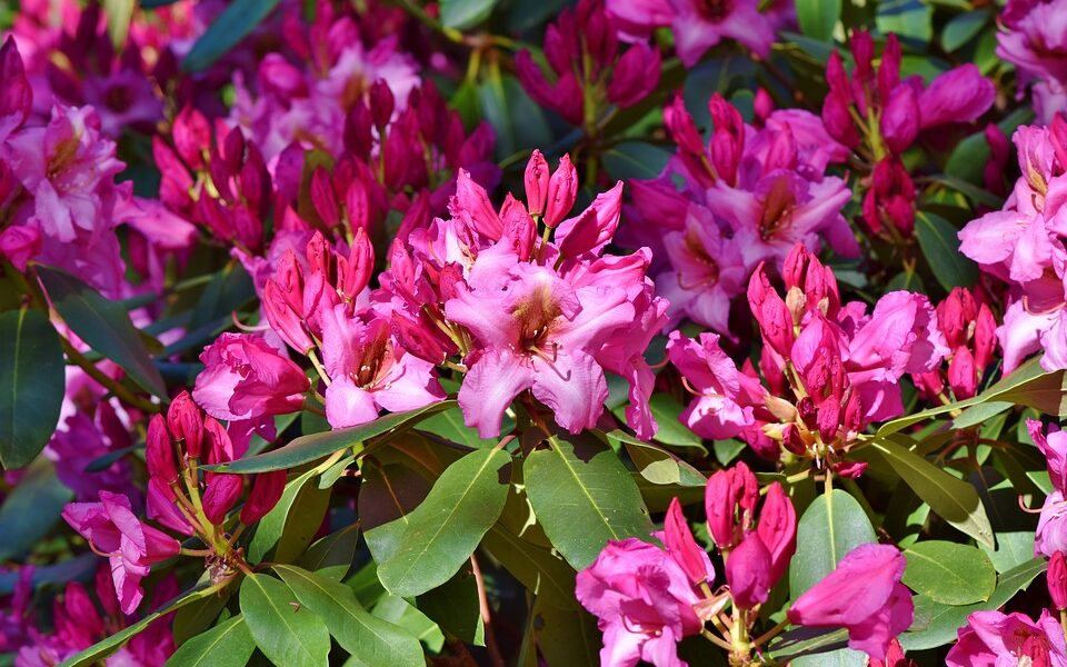 Rododendron