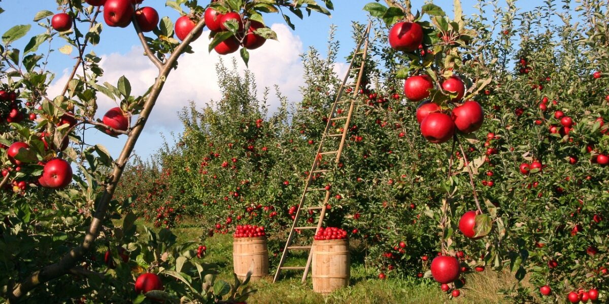 jak zasadit jabloň?