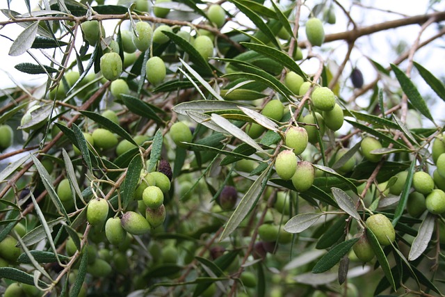 pěstování olivovníku
