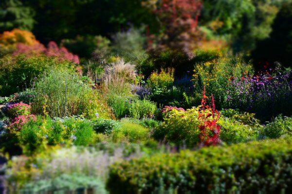 10 tipů na nejlepší trvalky na zahradu