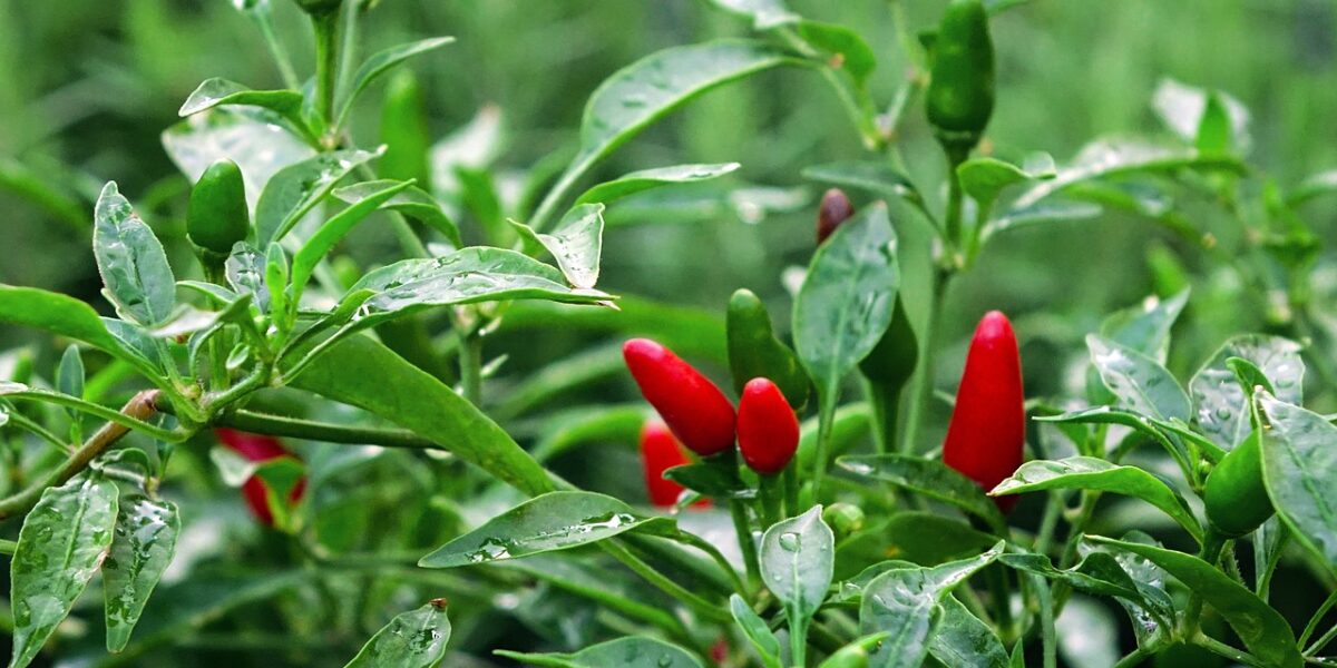 Chili, aneb paprika setá.
