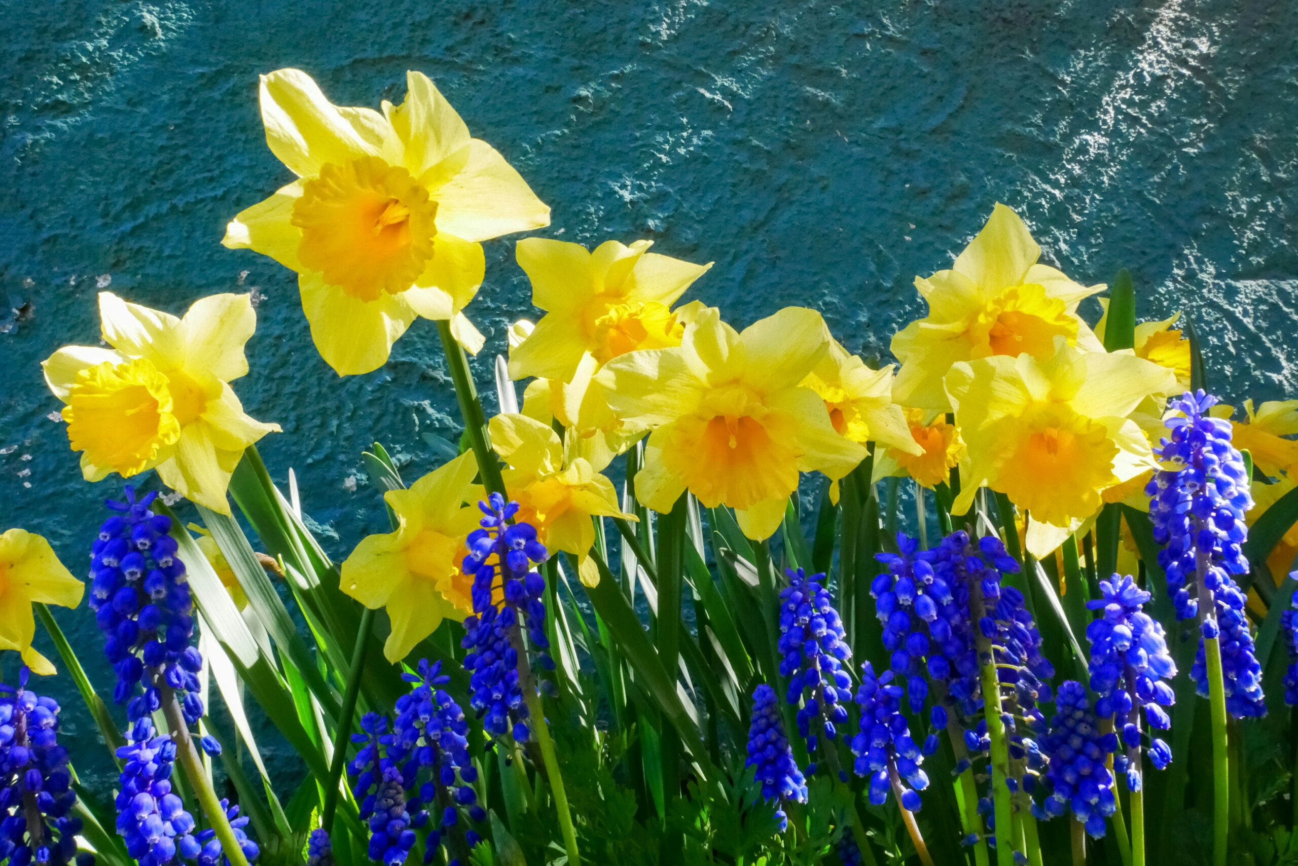 Narcis