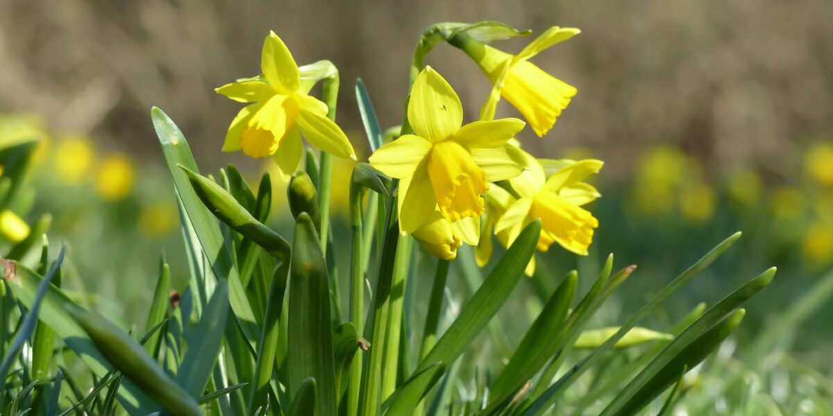 narcis druhy
