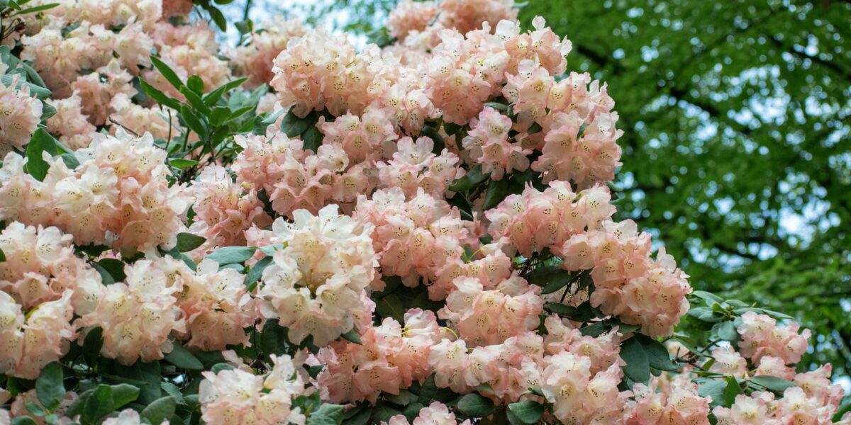 rododendron pěstování