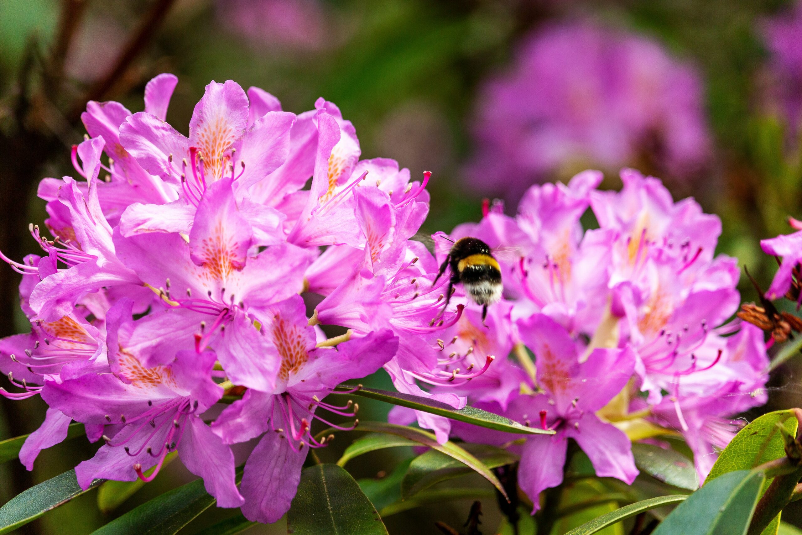 Rododendron