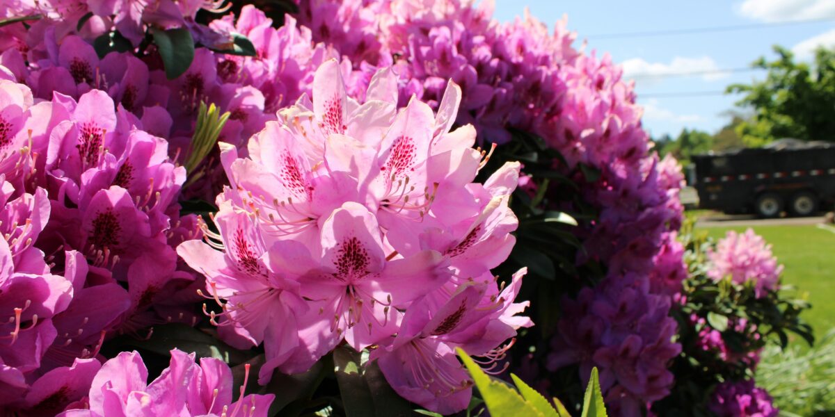 rododendrony 
