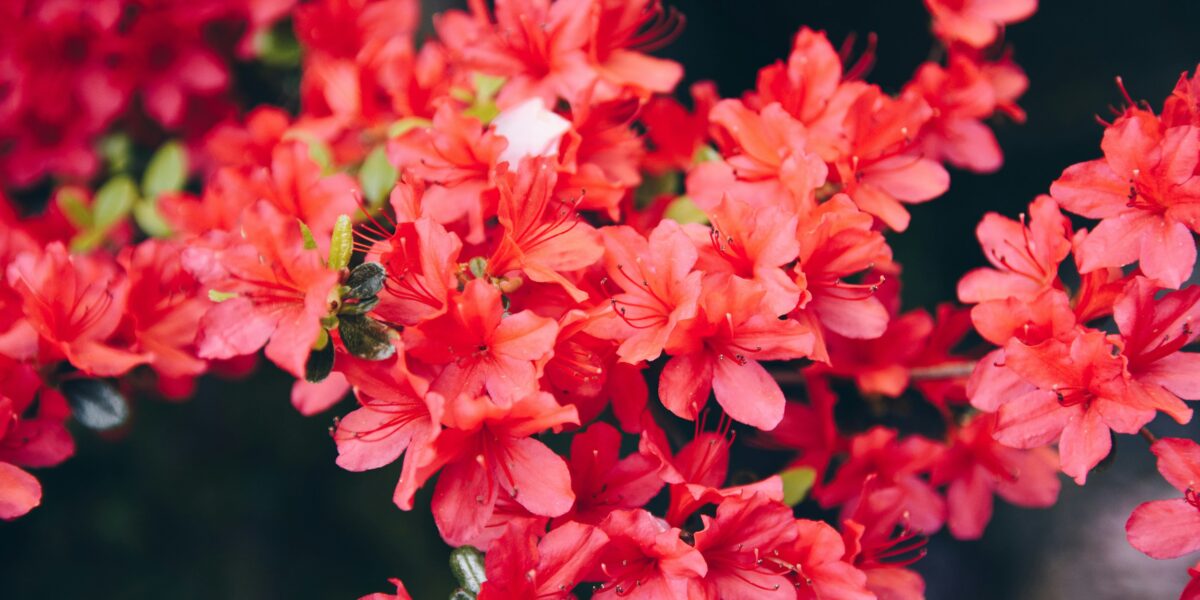 rododendron pěnišník