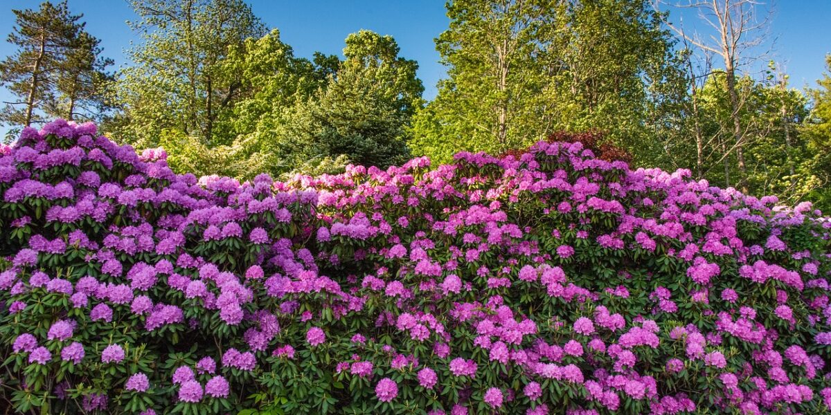 rododendron rhododendron